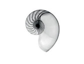 Dott. Roberto Biondani