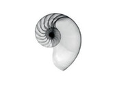 Dott. Roberto Biondani