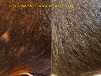Alopecia - 841472