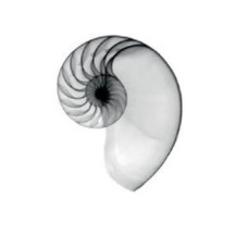 Dott. Roberto Biondani