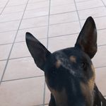 Anonimo