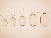 Protesi testicolari Sebbin