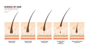 Fasi di crescita del pelo