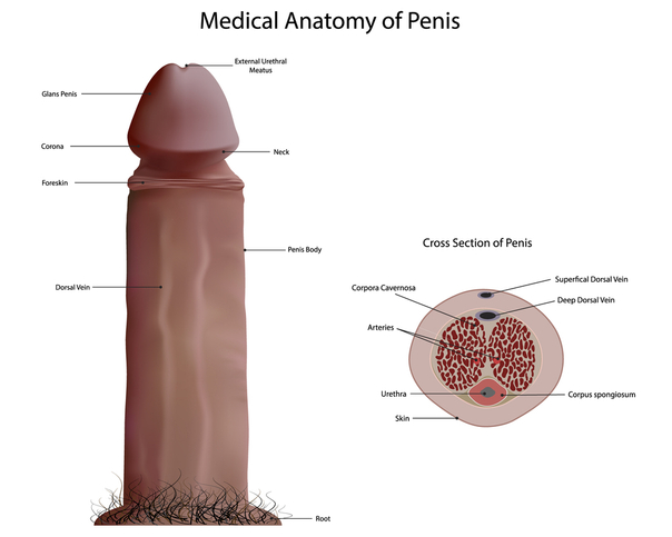 Disegno anatomico del pene