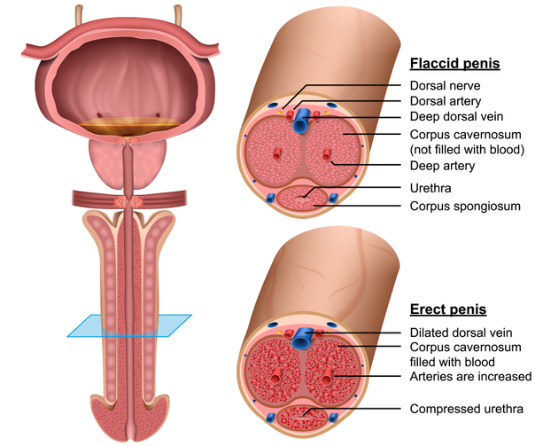 tavola anatomica del pene