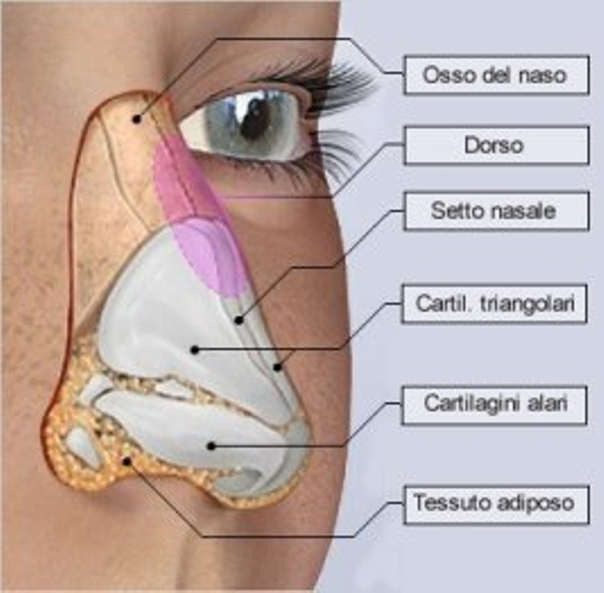 Anatomia naso rinoplastica