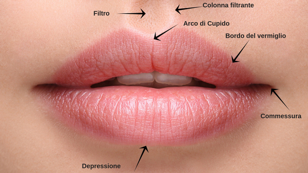 Labbra anatomia