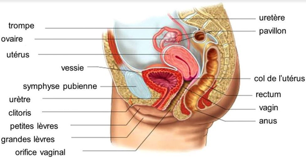 Tavola anatomica della vagina