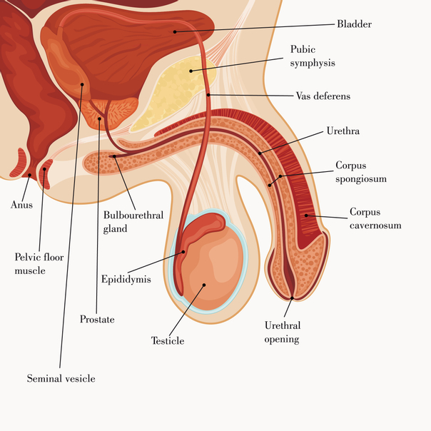 Tavola anatomica del pene